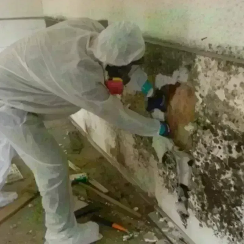 Mold Remediation and Removal in New Castle, CO